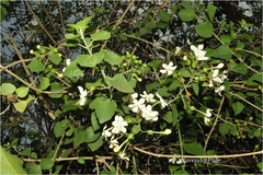 Clerodendrum phlomidis